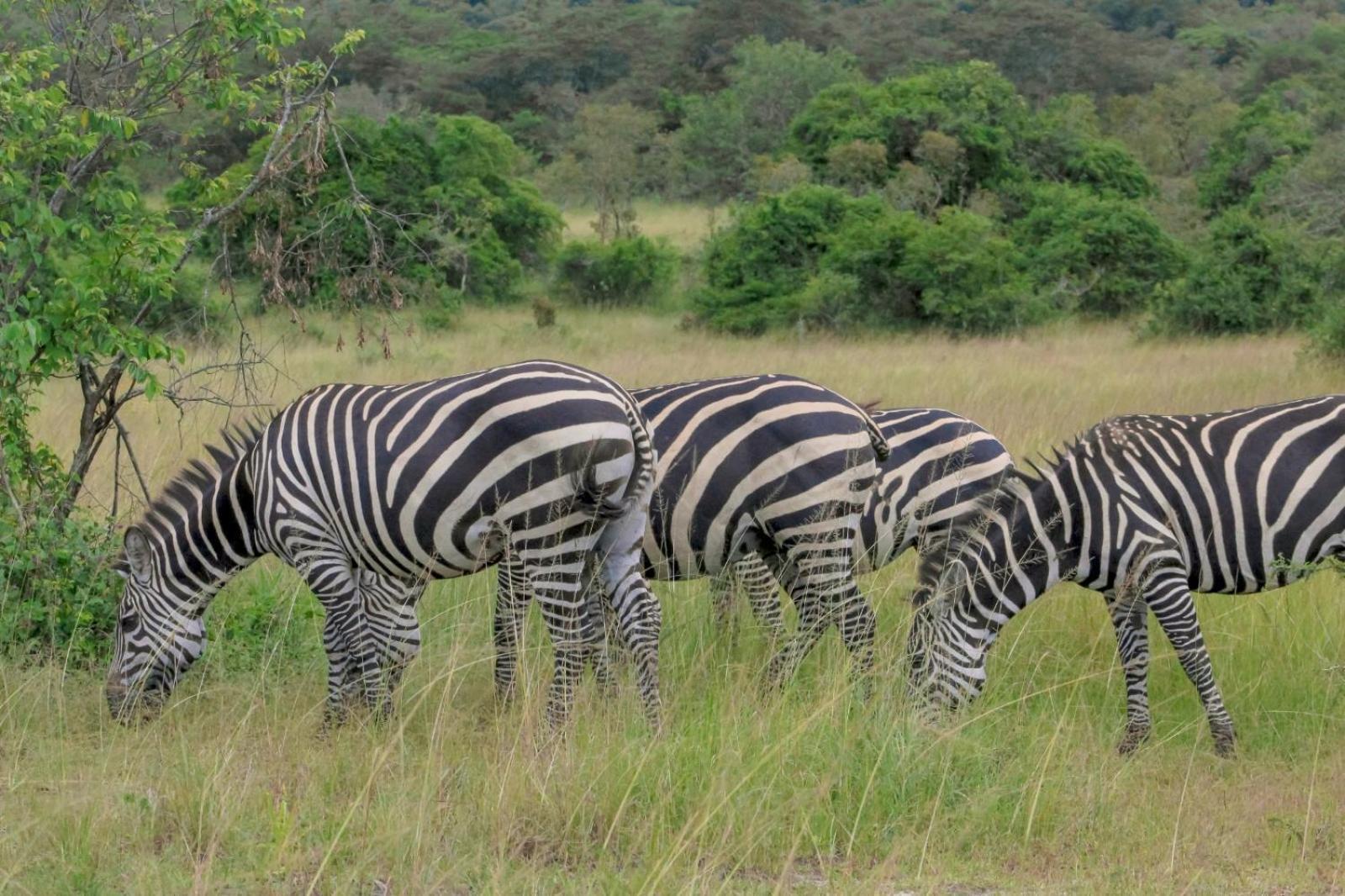 Virunga Homes روهينجيري المظهر الخارجي الصورة